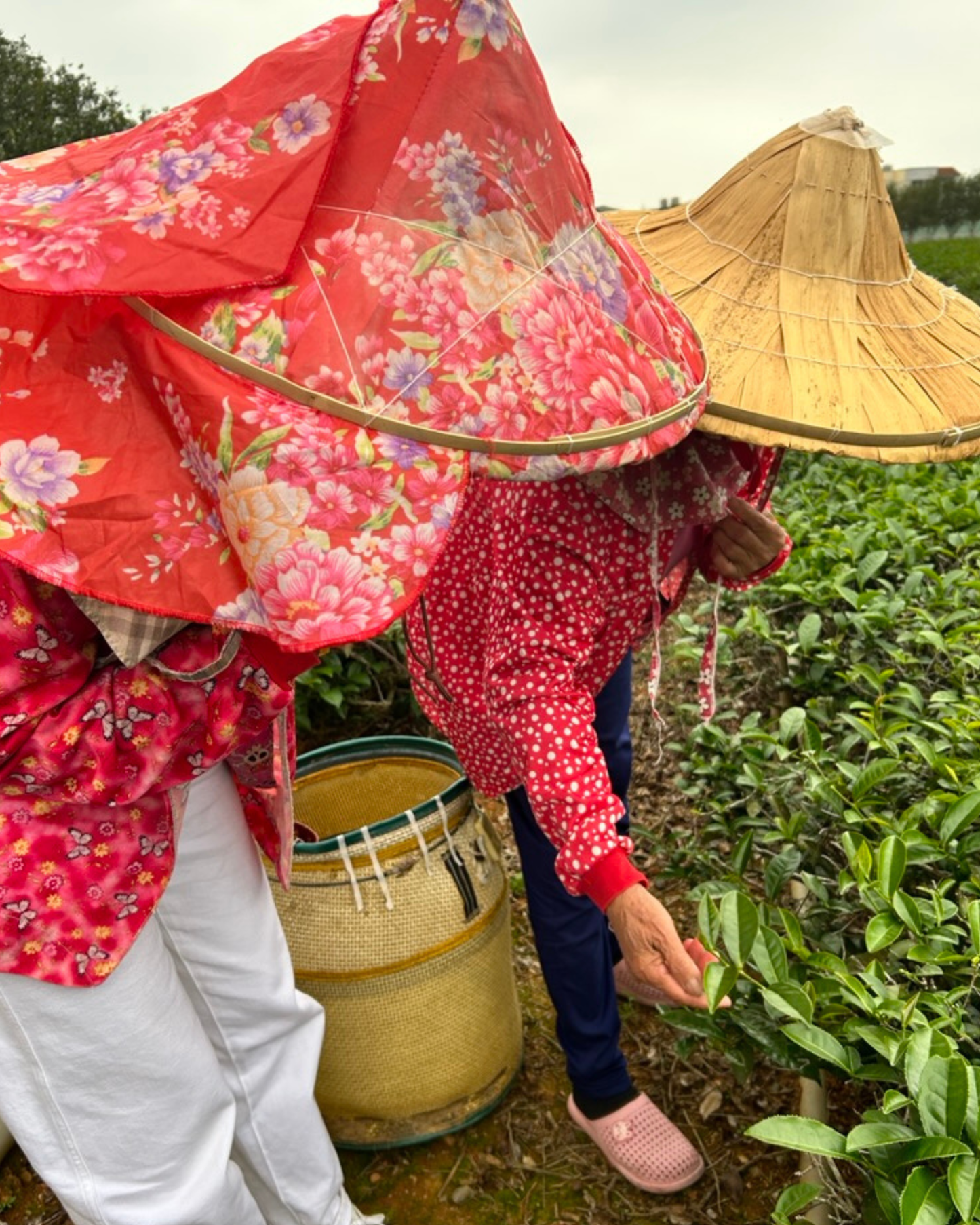 Taiwanese Tea Flight