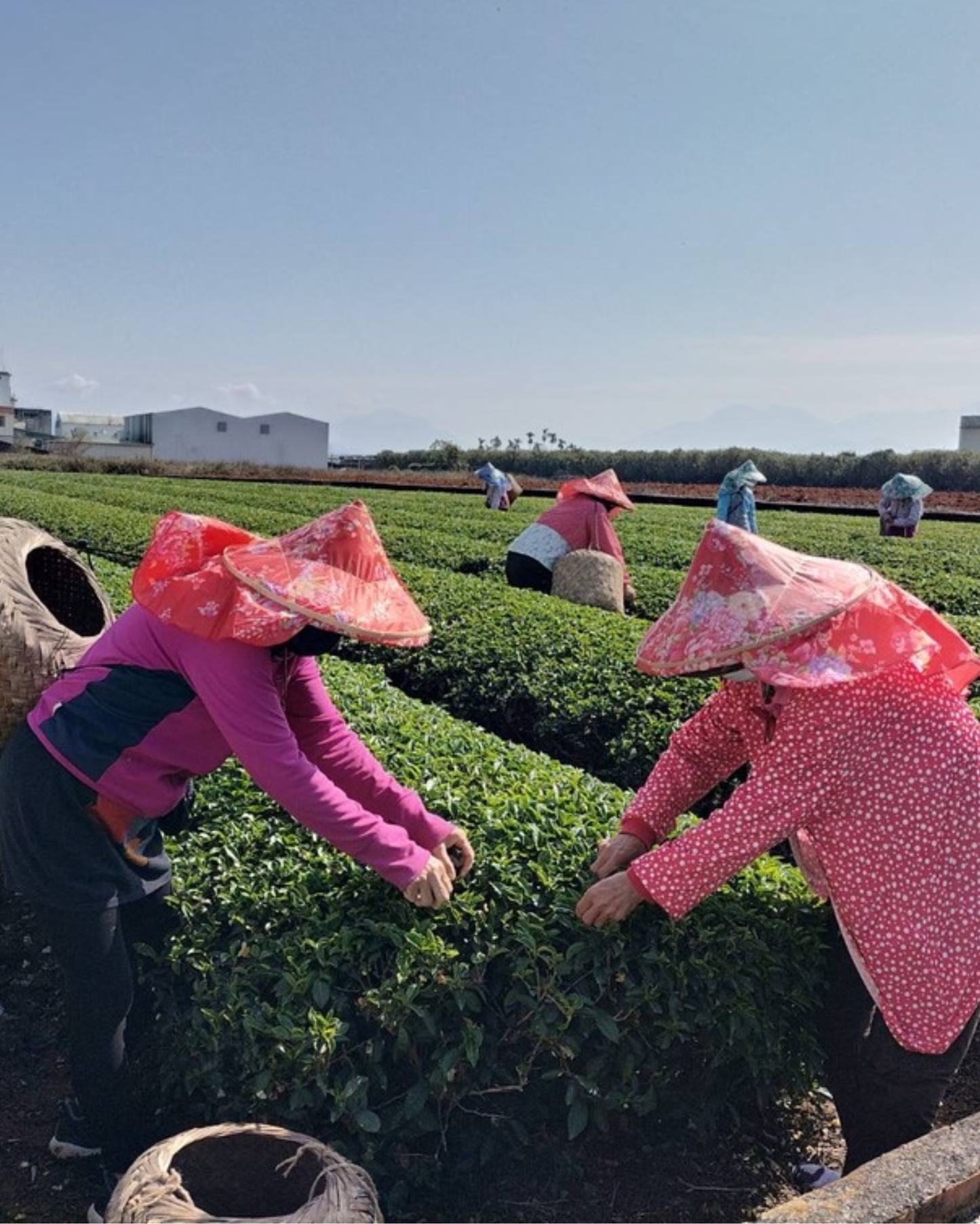 Taiwanese Tea Flight