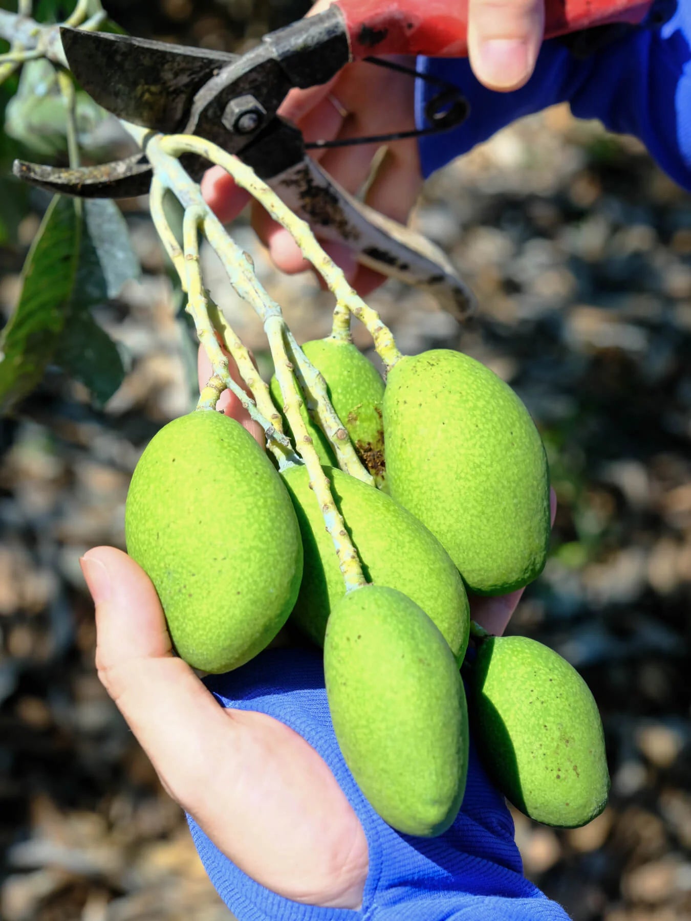 A photograph of dried Taiwanese young green mangoes.